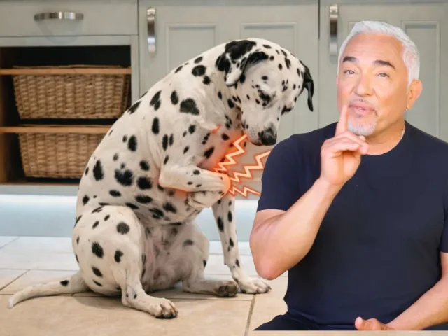 Dr. Marty, Google Ads